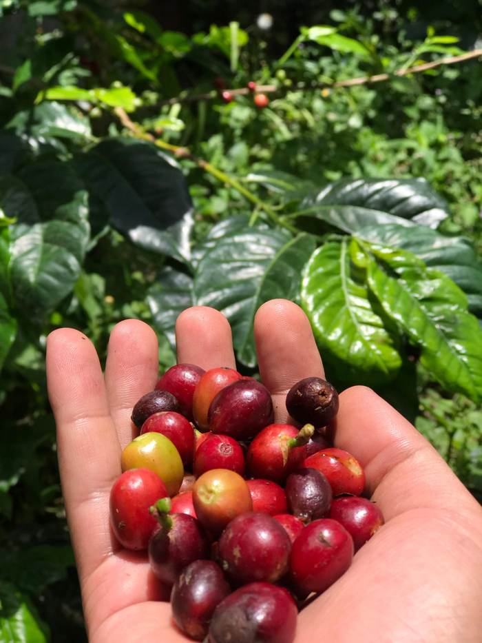 Hand-picked coffee cherries held by a farmer